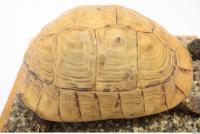 tortoise shell 0025
